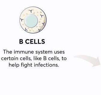 B cell icon